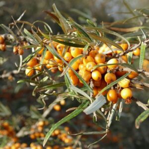 Duindoorn | Hippophae rhamnoides | BIO | Inheems | Veenvrij