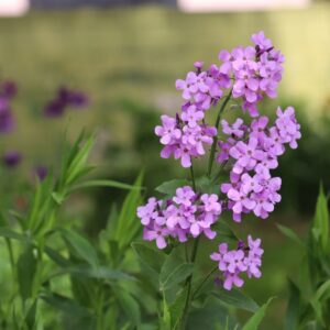 Damastbloem | Hesperis matronalis | BIO | Veenvrij