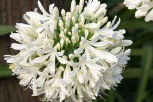 Witte Afrikaanse lelie | Agapanthus africanus 'Albus' | BIO | Veenvrij
