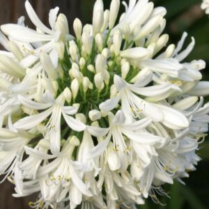 Witte Afrikaanse lelie | Agapanthus africanus 'Albus' | BIO | Veenvrij
