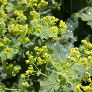 Vrouwenmantel | Alchemilla mollis | BIO | Veenvrij