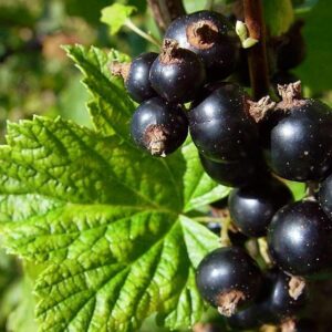 Zwarte Bes ‘Blackbells®’ | Ribes nigrum | BIO | Veenvrij