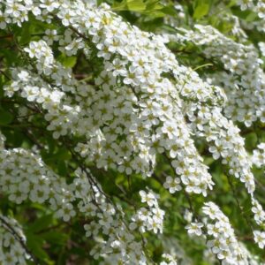 Spierstruik Snowmound | Spiraea nipponica | BIO | Veenvrij