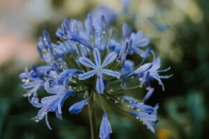 Afrikaanse lelie | Agapanthus africanus | BIO | Veenvrij