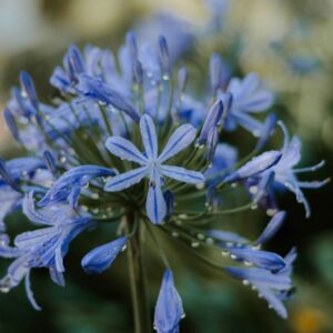 Afrikaanse lelie | Agapanthus africanus | BIO | Veenvrij