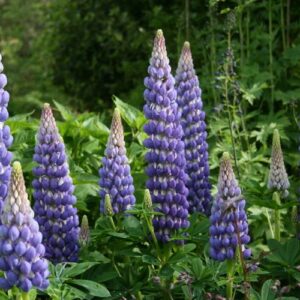 Lupine 'Gallery Blue' | Lupinus | BIO | Veenvrij