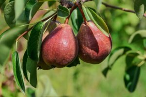 Hoogstam perenboom ‘Rode Williams’ | BIO | Veenvrij