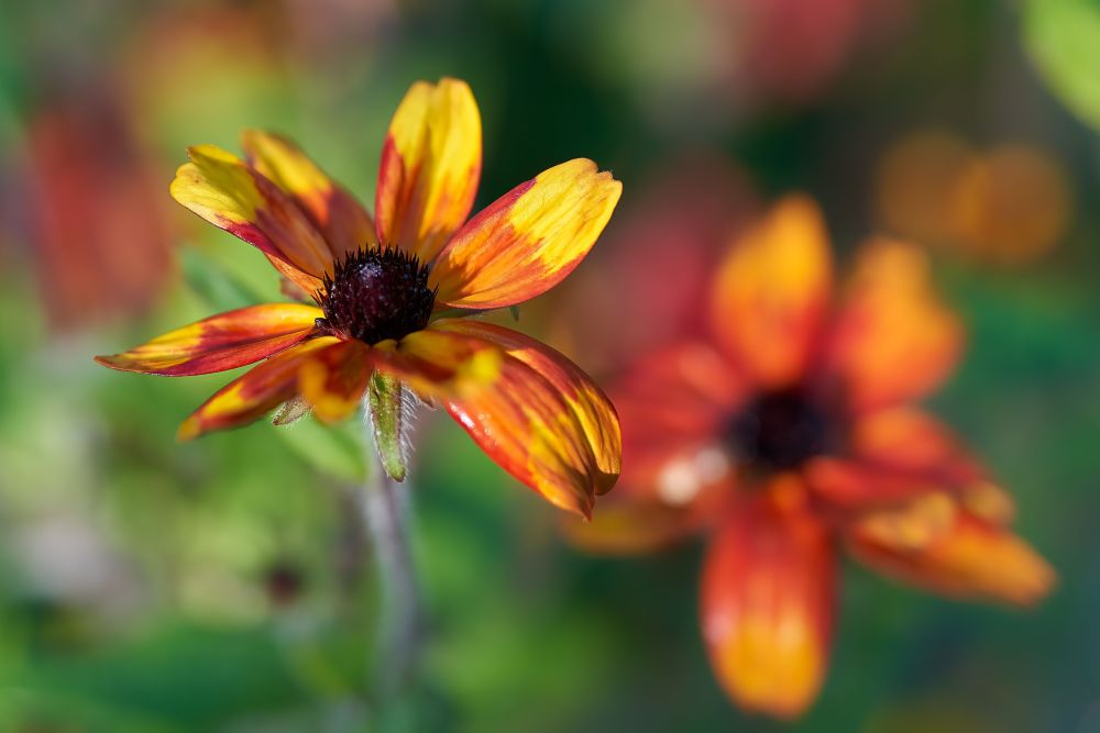 Rudbeckia triloba ‘Prairie Glow’ | 0,7 Liter pot P9 | BIO | Zonnehoed | Biologisch geteeld