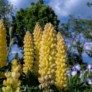 Lupine 'Gallery Yellow' | Lupinus | BIO | Veenvrij