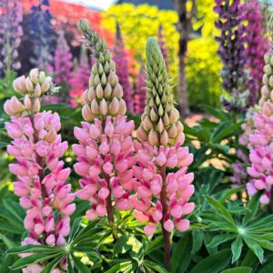 Lupine 'Gallery Pink' | Lupinus | BIO | Veenvrij