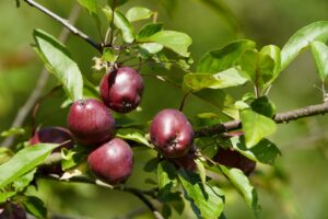 Hoogstam appelboom Ingrid Marie | BIO | Veenvrij