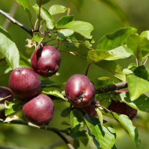 Hoogstam appelboom Ingrid Marie | BIO | Veenvrij