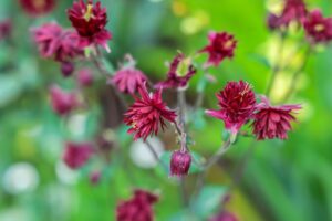 Akelei 'Ruby Port' | Aquilegia vulgaris | BIO | Veenvrij