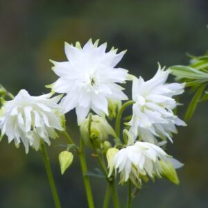 Akelei 'White Barlow' | Aquilegia vulgaris | BIO | Veenvrij