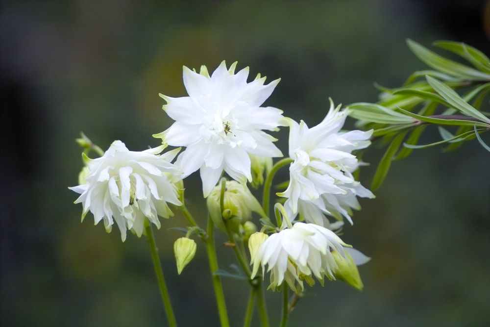 Akelei 'White Barlow' | Aquilegia vulgaris | BIO | Veenvrij