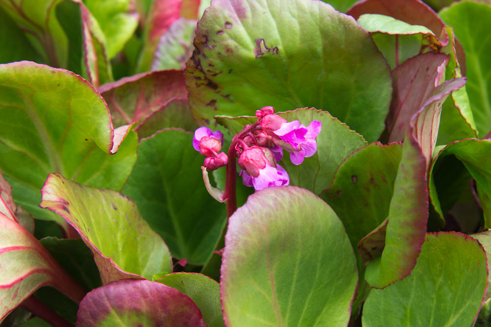 Schoenlappersplant | Bergenia cordifolia | BIO | Veenvrij