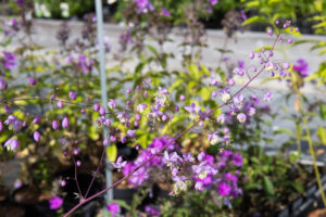 Chinese ruit | Thalictrum delavayi | BIO | Veenvrij