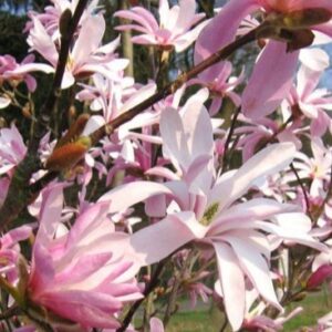 Magnolia 'Leonard Messel' | Beverboom | BIO | Veenvrij