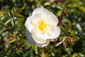 Rosa (H) ‘Schneekönigin®’ | Heesterroos | BIO | Veenvrij