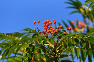 Dodong-lijsterbes | Sorbus 'Dodong' | Chemievrij | Veenvrij