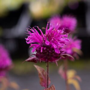 Bergamot 'Purple Lace' | Monarda didyma | BIO | Veenvrij
