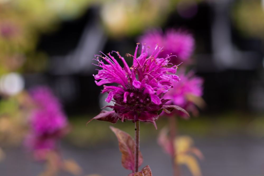Bergamot 'Purple Lace' | Monarda didyma | BIO | Veenvrij
