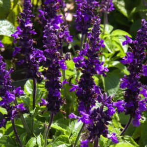 Salvia 'Mysty Blue' | Salvia farinacea | BIO | Veenvrij
