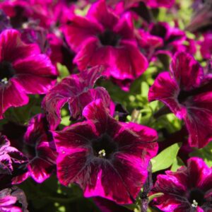 Petunia 'Cosmic Pink' | Petunia grandiflora | BIO | Veenvrij