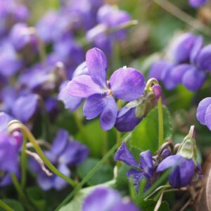 Maarts viooltje | Viola odorata | BIO | Veenvrij