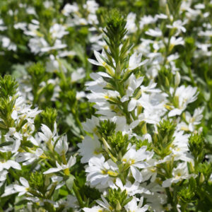 Scaevola aemula 'Fancy White' | 1 Liter pot | Scaevola | Biologisch geteeld