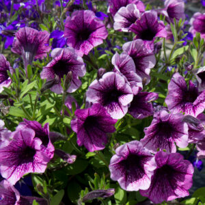 Petunia milliflora 'Vivini™ Purple Vein' | 1 Liter pot | Petunia | Biologisch geteeld