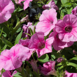Petunia grandiflora 'GO!Tunia® Pink Vein' | 1 Liter pot | BIO | Petunia | Biologisch geteeld
