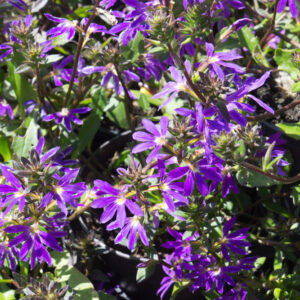 Scaevola aemula 'Fancy Violet' | 1 Liter pot | BIO | Scaevola | Biologisch geteeld