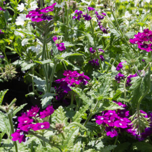 Verbena peruviana 'EnduraScape™ Purple' | 1 Liter pot | Verbena | Biologisch geteeld