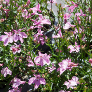 Lobelia 'Pink' | Lobelia erinus 'Heatopia™ | BIO | Veenvrij