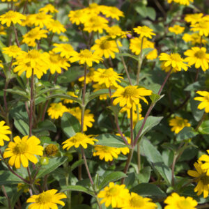 Sanvitalia speciosa 'Sun Vitalia® Bright Yellow' | 1 Liter pot | BIO | Huzarenknoop | Biologisch geteeld