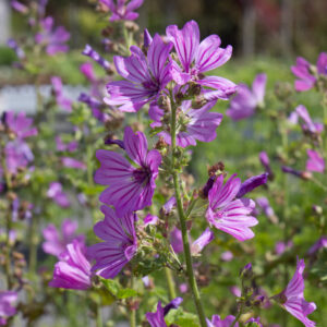 Groot kaasjeskruid | Malva sylvestris | BIO | Veenvrij | Inheems