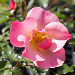 Rosa (H) 'Jazz' | Heesterroos | BIO | Veenvrij