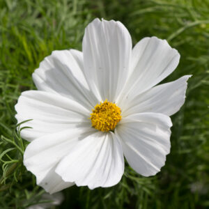 Cosmos bipinnatus 'Symphony White' | 1 Liter pot | Perkgoed | Mexiaanse aster | Biologisch geteeld