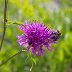 Grote Centaurie | Centaurea scabiosa | BIO | Veenvrij | Inheems
