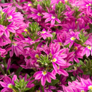 Scaevola aemula 'Fancy Pink' | 1 Liter pot | Scaevola | Biologisch geteeld