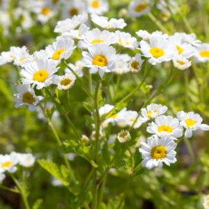 Moederkruid | Tanacetum parthenium | BIO | Veenvrij