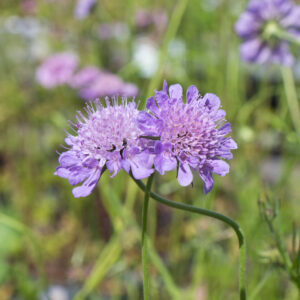 Scabiosa columbaria | 0,7 Liter pot P9 | BIO | Duifkruid | Biologisch geteeld