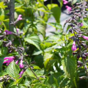 Salvia hybrida 'Pink Amistad' | Salie | BIO | Veenvrij