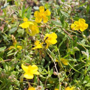 Zonneroosje | Helianthemum nummularium | BIO | Veenvrij