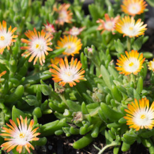 Abrikoosroze IJsbloem | Delosperma 'Jewel of Desert Topaz' | BIO