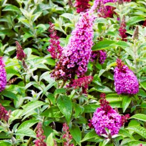 Buddleja davidii 'Chrysalis™ Pink' | 1,3 Liter pot | BIO | Vlinderstruik | Biologisch geteeld