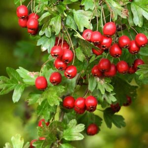 Tweestijlige meidoorn | Crataegus laevigata | BIO | Veenvrij