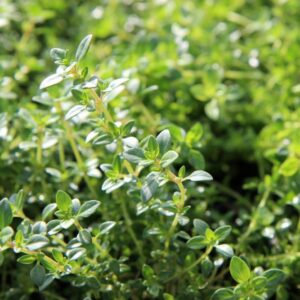 Citroentijm 'Lemon Variegata' | Thymus citriodorus | BIO | Veenvrij