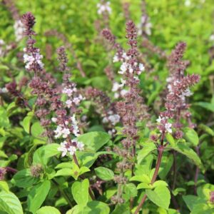 Basilicum 'African Blue' | Ocimum hybrida | BIO | Veenvrij